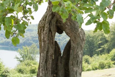 Hole in the shape of a heart in a tree Stock Photos