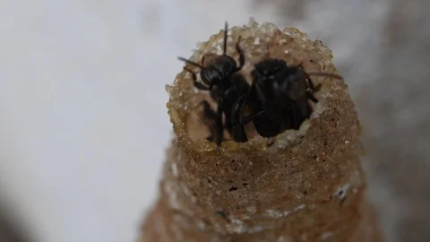 Hole Stingless Bees Video stock 97696524