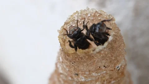 Hole Stingless Bees Video stock 97696732