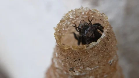 Hole Stingless Bees Video stock 97696920