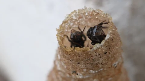 Hole Stingless Bees Video stock 97697010