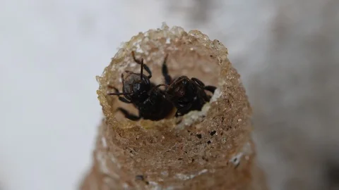 Hole Stingless Bees Video stock 97697056