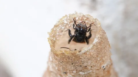 Hole Stingless Bees Video stock 97697816