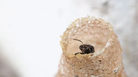 Hole Stingless Bees Video stock 97698162