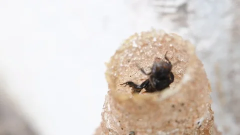 Hole Stingless Bees Video stock 97698386