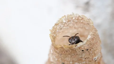 Hole Stingless Bees Video stock 97698460