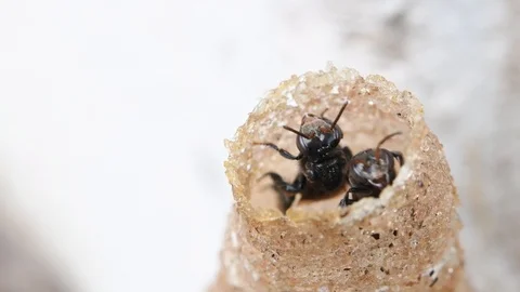 Hole Stingless Bees Video stock 97698535
