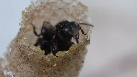 Hole Stingless Bees Video stock 97699122