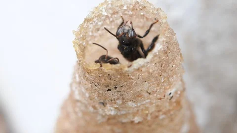 Hole Stingless Bees Video stock 97699693