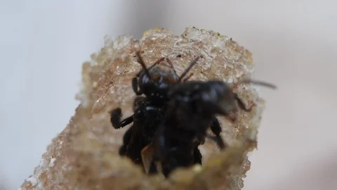 Hole Stingless Bees Video stock 97699741
