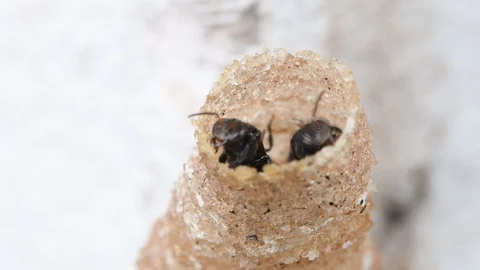 Hole Stingless Bees Video stock 97699773
