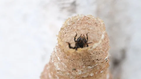 Hole Stingless Bees Video stock 97700099