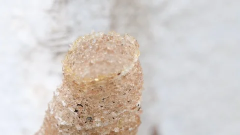 Hole Stingless Bees Video stock 97700520