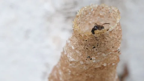 Hole Stingless Bees Video stock 97700814