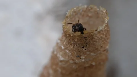 Hole Stingless Bees Video stock 97700870