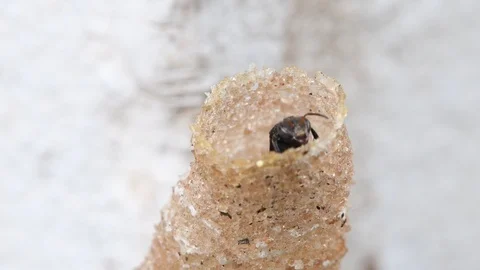 Hole Stingless Bees Video stock 97700944