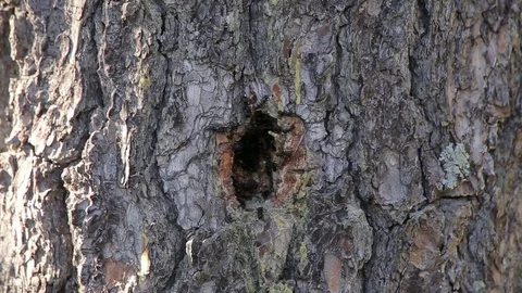 Hole Swarming with Ants Stock Footage 79627429