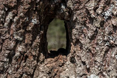 Hole through a tree trunk of an old tree Stock Photos