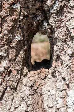 Hole through a tree trunk of an old tree Stock-Fotos