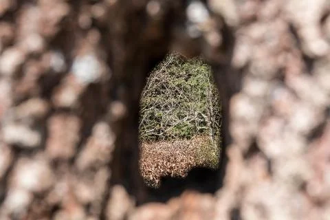 Hole through a tree trunk of an old tree Stock-Fotos