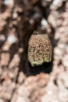 Hole through a tree trunk of an old tree Stock Photos