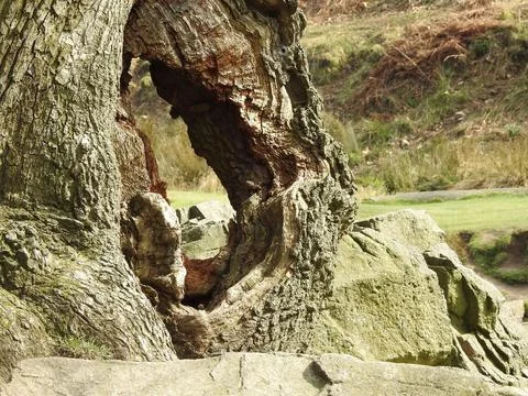 Hole through tree trunk Stock Photos