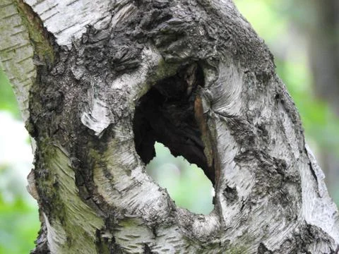 Hole through tree trunk Stock Photos