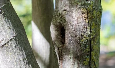 Hole in Tree close Up Stock Photos