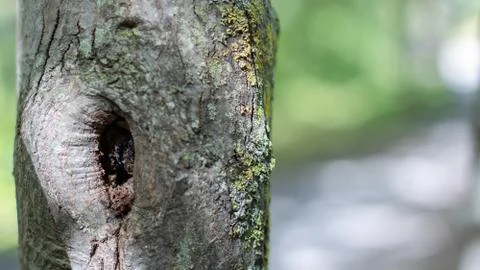 Hole in Tree close Up Stock Photos