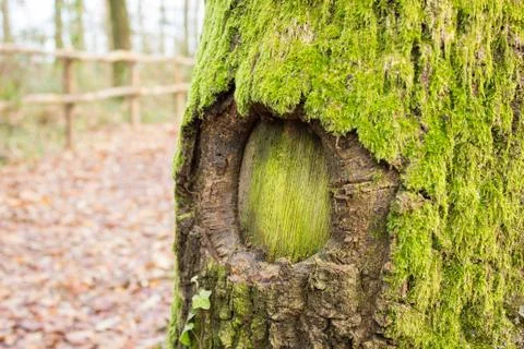 Hole in the tree Stock Photos