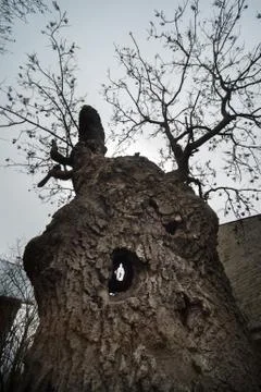 Hole in the tree Stock Photos