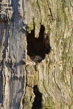 Hole in a tree Stock Photos
