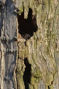 Hole in a tree Stock Photos