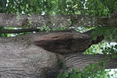 Hole in a tree Stock Photos