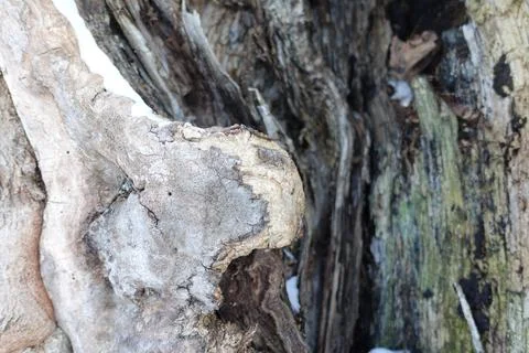 Hole in Tree Stock Photos