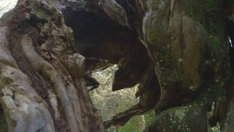 Hole In Tree Stump For Nature View Stock Footage 118097861