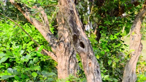 A hole in tree trunk of branch plant bark. Bird animal Nest Close up. Green m Stock Footage 127815204