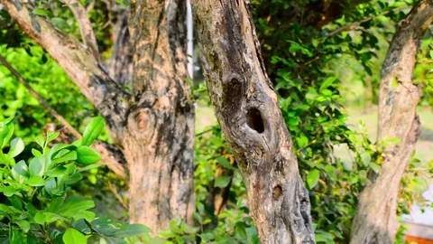 A hole in tree trunk of branch plant bark. Bird animal Nest Close up. Green m Stock Footage 127815235