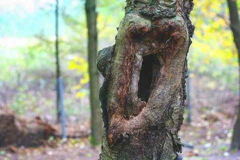Hole in tree trunk Stock Photos