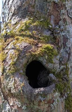 Hole in the trunk of an old tree with green and brown moss. Stock Photos