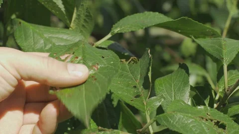 Holes and damage on plum leaf suggest pests fed on it Stock Footage 309830792