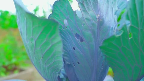 Holes in a leaf of a growing red cabbage in the vegetable garden Stock Footage 273452910