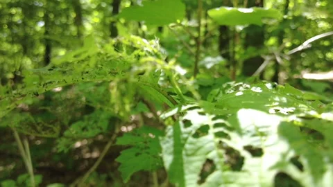 HOLEY GREENS Stock Footage 195664570