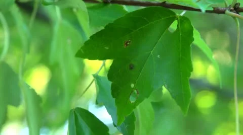 Holey leaf Video stock 12152625