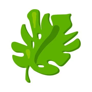 Holey Monstera Leaf Careless Leaf Of Exotic Stock Illustration