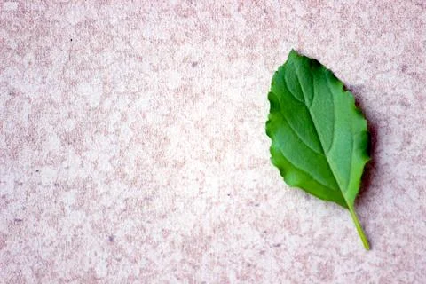 Holi Basil, Tulsi leaf placed isolated for a background for herbal products, mar Stock Photos