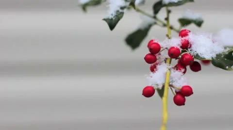 Holiday Background Stock Footage 10773749