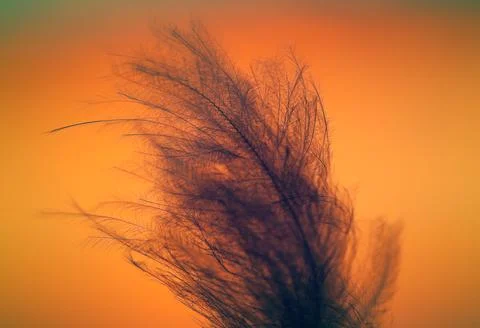 Holiday background Stock Photos