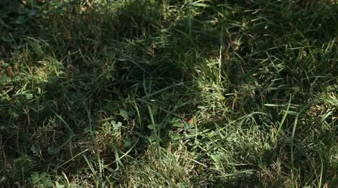 Holiday Basket With Wheat Stock Footage 52432699