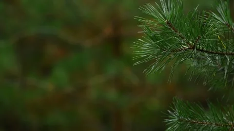 Holiday Bokeh Background with Pine Branch Frame Seamless Loop Video Stock Footage 344057970